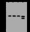 Ubiquitin thioesterase OTUB1 antibody, 200174-T44, Sino Biological, Western Blot image 