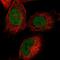 Kelch Repeat And BTB Domain Containing 4 antibody, HPA037792, Atlas Antibodies, Immunofluorescence image 
