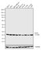 Lactoylglutathione lyase antibody, GTX15747, GeneTex, Western Blot image 