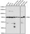 Thyroid Hormone Receptor Interactor 4 antibody, 16-008, ProSci, Western Blot image 