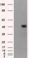 MTOR Associated Protein, Eak-7 Homolog antibody, CF501095, Origene, Western Blot image 