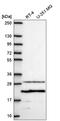 Transmembrane prostate androgen-induced protein antibody, HPA072291, Atlas Antibodies, Western Blot image 