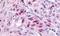Thyroid Hormone Receptor Alpha antibody, NLS2459, Novus Biologicals, Immunohistochemistry paraffin image 