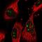 GTP Binding Protein 4 antibody, NBP2-58477, Novus Biologicals, Immunofluorescence image 