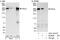 Citron Rho-Interacting Serine/Threonine Kinase antibody, NBP1-28740, Novus Biologicals, Immunoprecipitation image 