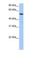 Chromosome 18 Open Reading Frame 54 antibody, orb325847, Biorbyt, Western Blot image 