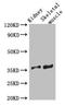 Solute Carrier Family 25 Member 32 antibody, LS-C398426, Lifespan Biosciences, Western Blot image 