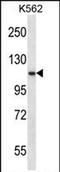 Proprotein Convertase Subtilisin/Kexin Type 6 antibody, PA5-71918, Invitrogen Antibodies, Western Blot image 