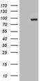 Zinc Finger Protein 175 antibody, LS-C792543, Lifespan Biosciences, Western Blot image 