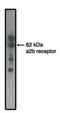 Adrenoceptor Alpha 2B antibody, NBP2-66606, Novus Biologicals, Western Blot image 