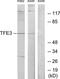 Transcription Factor Binding To IGHM Enhancer 3 antibody, TA312794, Origene, Western Blot image 
