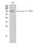 Catenin Beta 1 antibody, STJ90209, St John