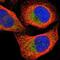 Myeloid Associated Differentiation Marker antibody, NBP1-85813, Novus Biologicals, Immunocytochemistry image 