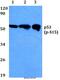 p53 antibody, A00001S15-1, Boster Biological Technology, Western Blot image 