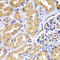 WD repeat domain phosphoinositide-interacting protein 2 antibody, LS-C349223, Lifespan Biosciences, Immunohistochemistry paraffin image 