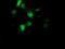 Aryl Hydrocarbon Receptor Interacting Protein Like 1 antibody, M05356, Boster Biological Technology, Immunofluorescence image 