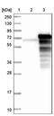NADH:Ubiquinone Oxidoreductase Subunit V3 antibody, NBP1-85622, Novus Biologicals, Western Blot image 
