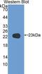 Coagulation factor V antibody, LS-C294078, Lifespan Biosciences, Western Blot image 