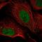 Grainyhead Like Transcription Factor 1 antibody, PA5-52293, Invitrogen Antibodies, Immunofluorescence image 