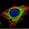 Glucosidase II Alpha Subunit antibody, NBP1-32554, Novus Biologicals, Immunocytochemistry image 
