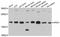 AP2S1 antibody, STJ114160, St John