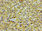 Apolipoprotein A5 antibody, LS-C674225, Lifespan Biosciences, Immunohistochemistry paraffin image 