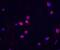 Checkpoint Kinase 2 antibody, 2391, ProSci, Immunofluorescence image 