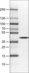 N-Terminal EF-Hand Calcium Binding Protein 1 antibody, NBP2-52946, Novus Biologicals, Western Blot image 