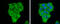 Eukaryotic Translation Initiation Factor 2 Subunit Alpha antibody, GTX101241, GeneTex, Immunocytochemistry image 