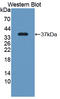 SRSF Protein Kinase 3 antibody, LS-C375036, Lifespan Biosciences, Western Blot image 