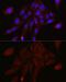 Transmembrane protease serine 2 antibody, GTX64544, GeneTex, Immunofluorescence image 