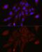 Transmembrane Serine Protease 2 antibody, GTX64544, GeneTex, Immunofluorescence image 