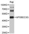 Apolipoprotein B MRNA Editing Enzyme Catalytic Subunit 3G antibody, MBS126330, MyBioSource, Western Blot image 