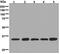 MYD88 Innate Immune Signal Transduction Adaptor antibody, ab133739, Abcam, Western Blot image 