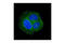 RAB5A, Member RAS Oncogene Family antibody, 3547S, Cell Signaling Technology, Immunofluorescence image 