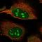 Nuclear VCP Like antibody, NBP2-37862, Novus Biologicals, Immunocytochemistry image 