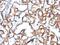 CD34 antibody, MBS439119, MyBioSource, Immunohistochemistry paraffin image 
