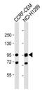 Nucleotide Binding Oligomerization Domain Containing 1 antibody, MBS9210162, MyBioSource, Western Blot image 
