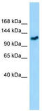 GEM Interacting Protein antibody, TA338046, Origene, Western Blot image 
