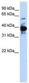 Nuclear Factor, Erythroid 2 antibody, TA344481, Origene, Western Blot image 
