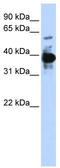 p45 NF-E2 antibody, TA344481, Origene, Western Blot image 