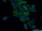 Fucosyltransferase 9 antibody, 16567-1-AP, Proteintech Group, Immunofluorescence image 