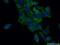 Fuc-TVII antibody, 16567-1-AP, Proteintech Group, Immunofluorescence image 