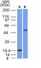 SRY-Box 10 antibody, GTX35083, GeneTex, Western Blot image 