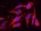 Ubiquitin Specific Peptidase 28 antibody, NB110-40543, Novus Biologicals, Proximity Ligation Assay image 