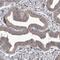 Neuromedin U Receptor 1 antibody, NBP1-83433, Novus Biologicals, Immunohistochemistry paraffin image 