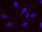 Chromatin Assembly Factor 1 Subunit A antibody, NB100-74608, Novus Biologicals, Proximity Ligation Assay image 