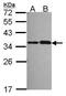 Nitric oxide synthase-interacting protein antibody, PA5-30613, Invitrogen Antibodies, Western Blot image 