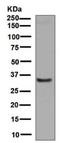 Alpha-1-Microglobulin/Bikunin Precursor antibody, TA310185, Origene, Western Blot image 