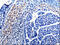 Cell Division Cycle 20 antibody, CSB-PA947265, Cusabio, Immunohistochemistry paraffin image 